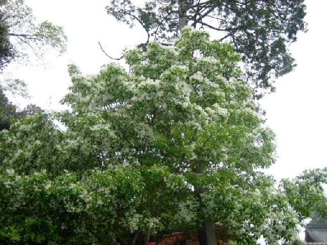 ナンジャモンジャの花 滋賀県の旅行記 ブログ By Rokoさん フォートラベル ナンジャモンジャの花 滋賀県の旅行記 ブログ By Rokoさん フォートラベル
