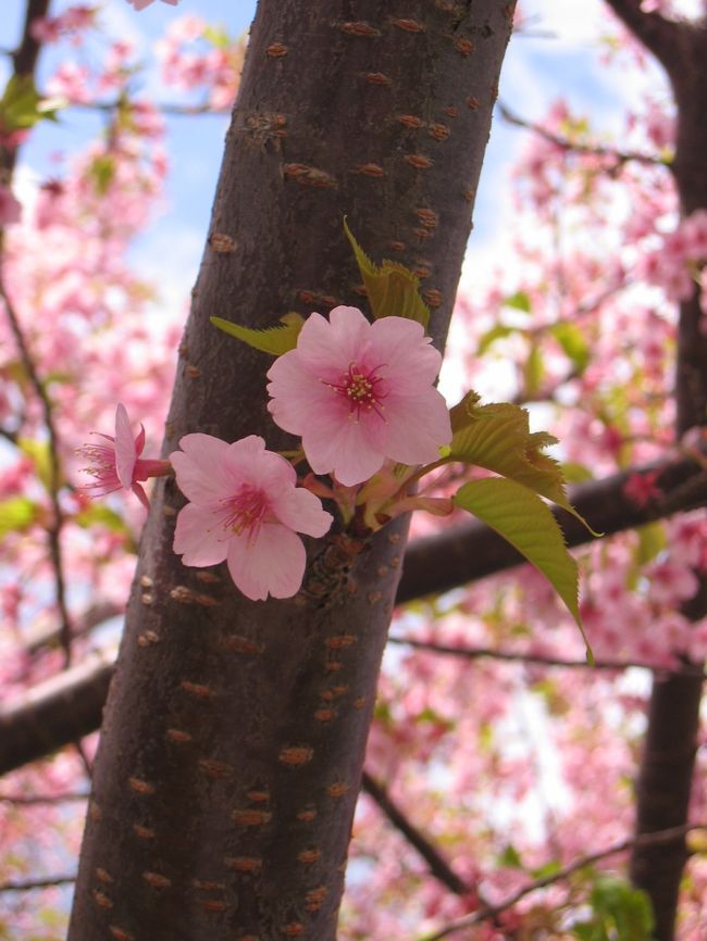 今年２回目！<br />また伊豆に来てしまいましたぁ。<br />しかも２ヶ月前と同じ宿です。<br />今回は河津桜を見に行きました〜。<br /><br />