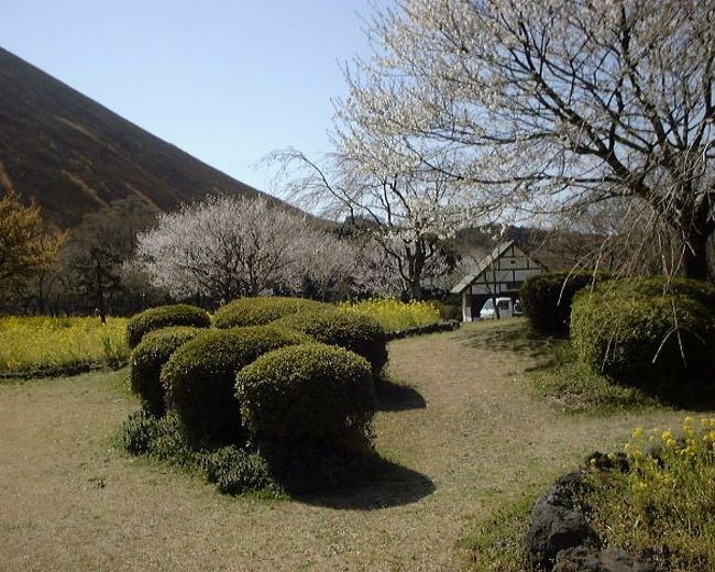 伊豆稲取温泉ペスカトーレ稲取での合宿　伊豆は暖かいのでちょうど桜の時期でした。
