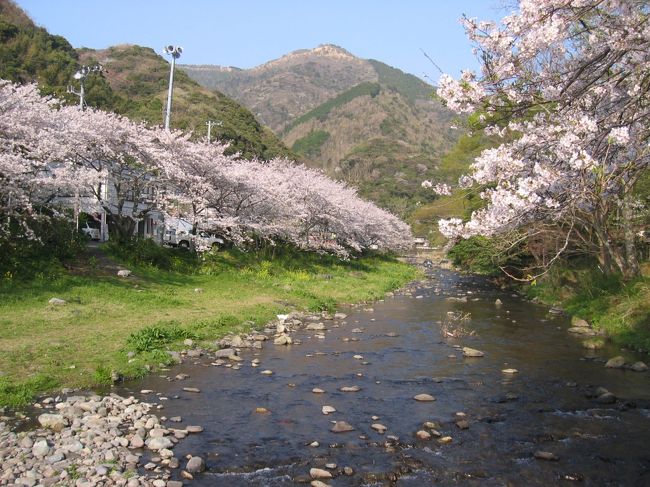 西伊豆はまだ行った事がありませんでした。<br />東とは違う魅力があると聞き、<br />行ってみる事になりました。<br />今年は桜の開花が遅れたようで、<br />満開の桜を見ることが出来ました。