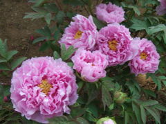 ２００６年の東松山ぼたん園＆秩父芝桜