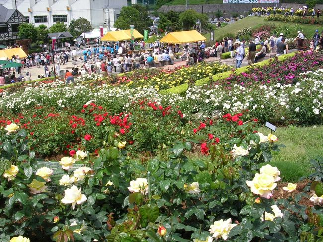 初めてバラの丘公園に行って来ました。<br />入場料は大人300円です。<br />この時期がバラの最高の季節のようです。