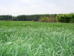 私のウォーキング・その１