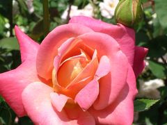 エーゲ海クルーズ写真集【47】憧れの町アレキサンドリア