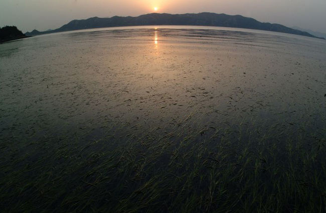 ４月３０日、大潮だったので引潮の北海岸の干潟を歩いてみました。<br />アマモの花もいっぱい咲いて、生き物の姿も暖かくなるにつれて増えてきていました。