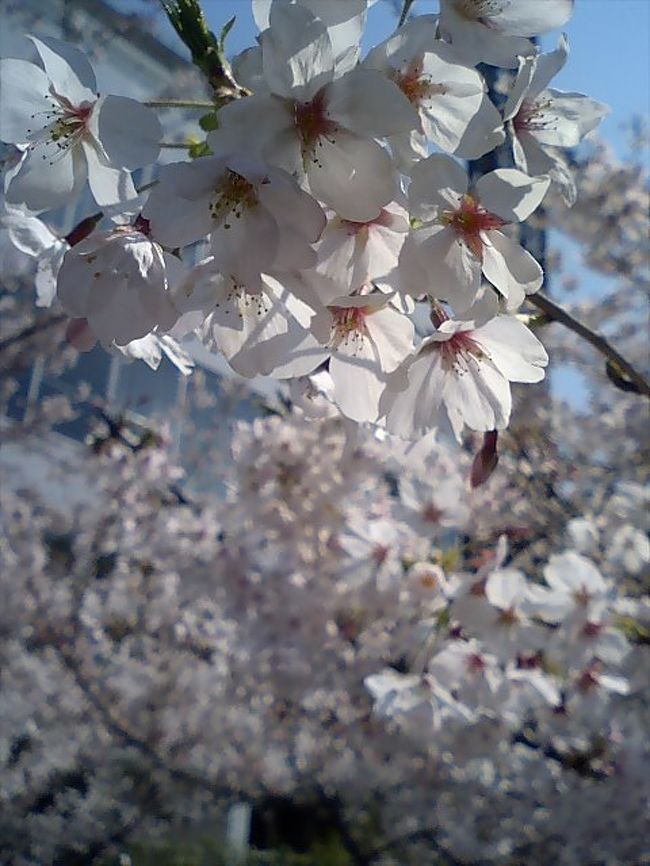 桜の名所を数箇所めぐりました