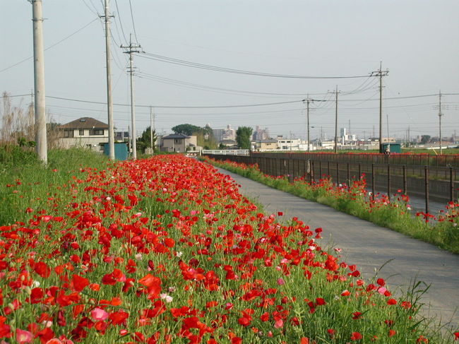 鷲野宮町の中央ぶを流れる葛西用水路沿いの延長約６キロで、ポピーの花が見頃を迎えています。<br />葛西用水路沿いは、「コスモスふれあいロード」と呼ばれ、秋にはコスモスが咲きそろうことを、以前の旅行記で紹介いたしました。<br />初夏のポピーは、約３万７０００平方メートルに約２５０万株が植えられています。<br />近くには鷲宮神社もあり自然と歴史を楽しめます。<br />我が家も大いに「コスモスふれあいロード」を利用させてもらっています。<br />早朝は毎日６キロを往復２時間ウォーキングで午後には家内と犬の散歩にこころの癒しロードとして使わせてもらっています。<br /><br />写真は葛西用水路上流より１０００メートル付近の右岸に咲くポピーです。<br />