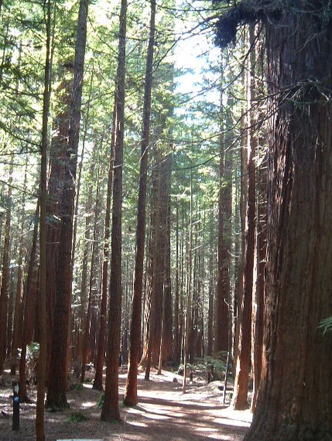 　町の中心部に隣り合わせなのに、多彩で広大なウォーキングやトレッキングコースがある。ロトルアの魅力は、こんな所にもあります。「レッドウッドの森」はその代表。<br /><br />　「レッドウッド・フォレスト」は「ファカレワレワ・フォレスト」の一部。カリフォルニア赤松だけの人工林で、100年以上前に実験的に植えられた森です。商業林として植樹するのに、ロトルアを含む「ベイ・オブ・プレンティ」エリアに最も適した植物は何かを探るため、様々な種類の木がここに植えられました。その中で、他を駆逐して生き残ったのが、カリフォルニア赤松だったそうです。真っ直ぐに伸びた赤い幹の大木が林立する森の中は、神秘的。地面には松の落ち葉が積もって土と混ざり、フワフワ。下生えの草がないので、木漏れ日は隅々まで届き、明るい森なのです。<br />　商業林としては、結局は、ラディアータ松という種類が、ベイ・オブ・プレンティに最も適していると判断され、今でもこの木がNZの主産業である林業の中心材木です。日本の建築材用にも輸出されています。ロトルアからタウポに向かう国道５号線の両側に行けども行けども松林が広がっているエリアがあります。あれがラディアータ松です。<br /><br />　この赤松林と沼地を通って周回するコースは30分。起伏もほとんどなく、誰でも楽しめます。息をのむほど美しい渓谷もあります。そこでピクニックランチを食べたら、どんなに美味しいでしょう！<br /><br />　赤松林の奥にはファカレワレワ・フォレストが取り巻いています。レッドウッドが赤松だけの人工林なのに対し、その周囲の森はNZの自然林。シルバーフォーン（マオリ語でパンガと呼ばれる巨大なシダ。NZのシンボル）の美しい森も見られます。　<br />　起伏のある山歩きコース、ロトルアの市街やファカレワレワ（テ・プイア）の地熱地帯が見下ろせるコース、グリーンレイクやブルーレイクなどの湖回遊コースなど、２時間、５時間、８時間と、多様なコースが設定され、途中の色分けされた→印の標識で迷わないように整備されています。<br /><br />　　森の中には、ウォーキングコースの他にマウンテンバイク・コース、ホーストレック・コースなどもあるんですよ。市民の皆さんは、日頃から、この森で散策、パワーウォーキング、ジョギング、バイクなど、自分なりの楽しみ方をしています。NZ人がクロスカントリー競技に強い訳、わかるような気がしますね。
