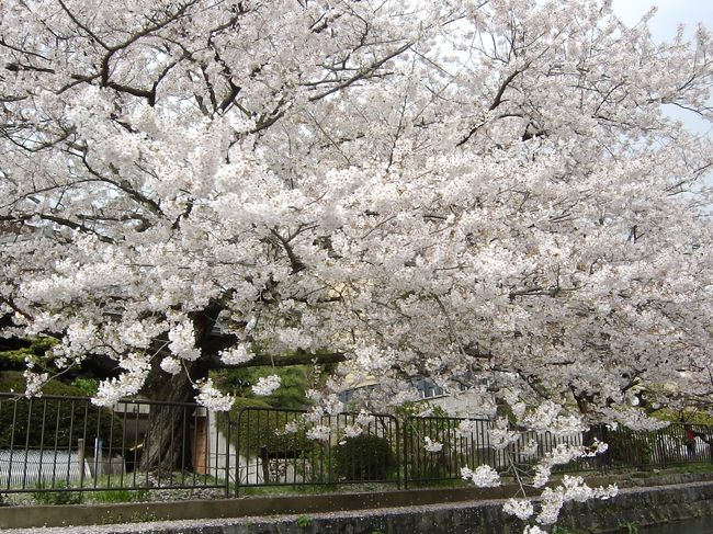 京都へお花見へ行きました。<br />〜二条城・平安神宮・岡崎・疎水ライン〜