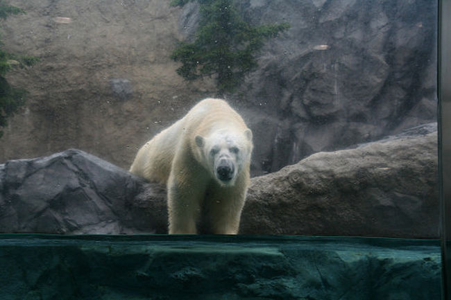 旭山動物園と北の国から とおまけで白い恋人パーク 北海道の旅行記 ブログ By Fonteさん フォートラベル 旭山動物園と北の国から とおまけで白い恋人パーク 北海道の旅行記 ブログ By Fonteさん フォートラベル