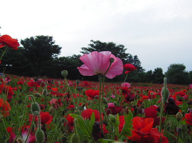 昭和記念公園 君もコクリコ われもコクリコ 立川 東京 の旅行記 ブログ By コクリコさん フォートラベル
