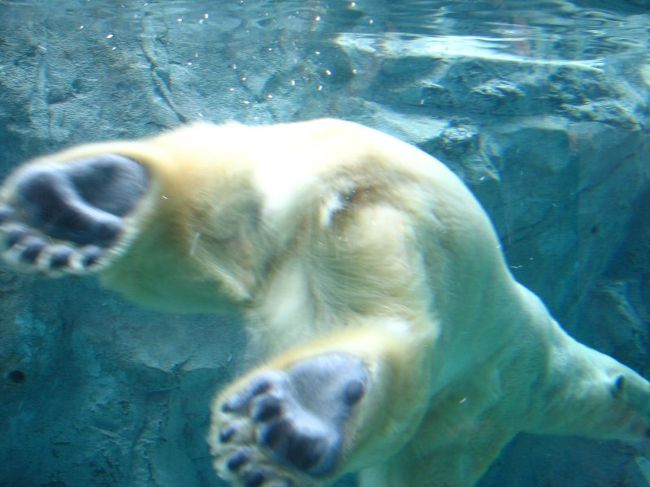 旭川に来たからには行かなくてはいけない，<br />といわれていたのは「旭山動物園」．<br />入場者数が日本一らしい．そこまで<br />言われたからには・・・行ってきました．<br />入場した瞬間は，「え，ここのどこが<br />日本一なの？」と思うくらい施設は<br />古く，敷地もさして広くはないように見えました．<br />でも，実際に動物たちを見ていくと分かりました．<br />動物たちの見せ方，動物たちの説明が<br />どれも一工夫されているのです．<br />見せ方は：<br />なんといってもホッキョクグマ．ザブーンと<br />水遊びしている様が本当にダイナミックでした．<br />あとはボーっとしてそうなイメージのアザラシが<br />アクロバティックにおよいでいるのも新鮮でした．<br />説明文は：<br />「キリンは○○ちゃんは新しい環境になじめず，<br />ひここもり中です」「喪中：ゾウの○○」など，<br />あたかも動物を人間のように扱っていて<br />面白かったです．<br />