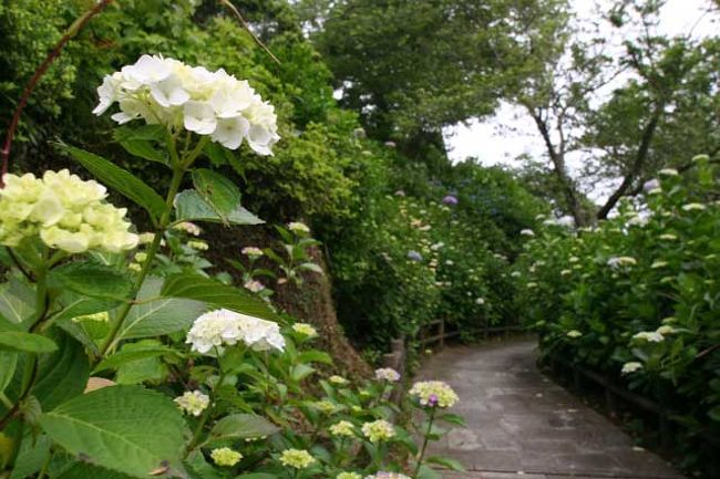 伊豆半島の真ん中から西側を気の向くまま、ブラリ旅してきました。<br />その下田編です。