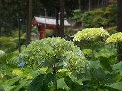 京都散歩ー? 三室戸寺と花々