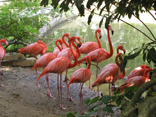 先日、名護にある動植物公園『ネオパーク沖縄』に遊びに行ってきました。　アマゾンのジャングルやアフリカの湖などに棲む生き物を自然に近い状態で観察できる施設ってことで、前から気になってたんですよね。　実際、普段はお目にかかれないような珍しい動植物がいっぱいで、かなり楽しめました。　また、公園内ではいっぱい蚊に刺されたり、ゴキブリが這い回ってたりと、「本当に自然に近い状態なんだな〜っ」て感じるオプションも色々ありましたよ。　ただ、1人で行くのはちょっと淋しいかな〜って感じです。。。<br />