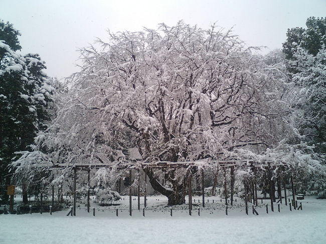 雪の降った１月２１日、六義園へ散歩へ出かけました。まるでモノクロの世界へ入り込んでしまった…そんな感覚を覚えながら散歩をしていました。表紙のの写真は、六義園の枝垂桜にかかる雪の花びらです。この写真はすべてａｕの携帯電話Ｗ31ＣＡで撮影しました。