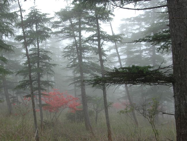 昭和30年代から40年頃にかけて、日光で大規模な観光開発計画があり、広大なカラマツ林に大量のツツジの苗木が植えられました。<br />しかし、途中で開発計画が大幅縮小され、その時に植えられた苗木がそのまま放置され野生化･繁殖し、今では立派な老木と力強い次世代の木に見事な花を咲かせています。<br />残念な(幸運な)ことに、地元でさえもこの事実を知る人がほとんど無い上、道路から目立たない場所にあるため入山者がいないからゴミや犬の糞も落ちていません！！<br />さらに幸運なことに、元来、公園として造成された土地だから原生林に戻ったとは言え危険な場所は全くないので、とても手軽に、高山性原生林に咲く花の中でのハイキングを楽しめます。<br /><br />（５月下旬から６月初め頃が見ごろ）