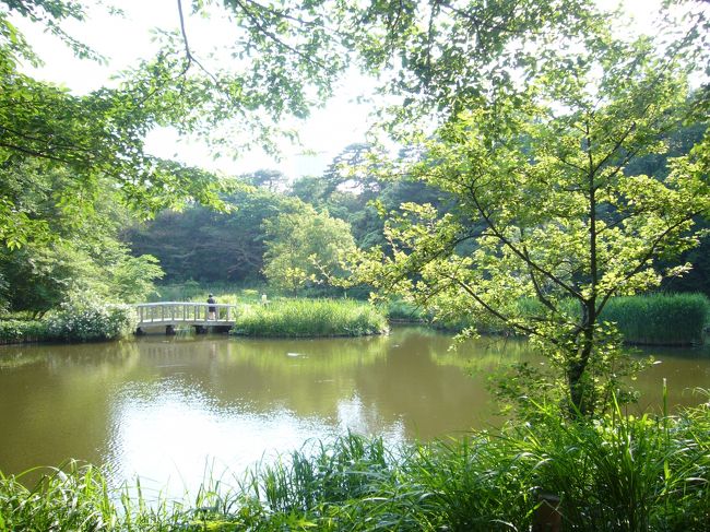 白金にある国立科学博物館付属自然教育園へ行ってまいりました。東京の都心に、こんなにも自然が残っているという事にとても驚きました。自然教育園へ行ったあとは、庭園博物館へ行ってきました。
