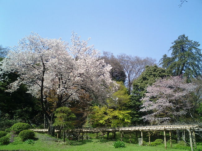 市ヶ谷での用事を終え、桜満開の外堀通りを飯田橋まで歩き、小石川後楽園まで行って参りました。途中カフェへ寄って、舞い散る桜と中央線を眺めながら、まったりとした時間をすごすことができました。この写真はすべてａｕの携帯電話Ｗ３１ＣＡで撮影しました。