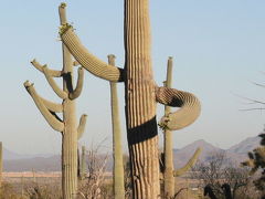 サワロ国立公園ウエスト　Saguaro National Park