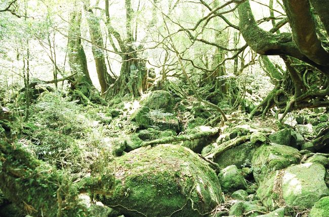 ついに憧れの屋久島へ行って来ました！<br /><br />島の約２０％が世界遺産に登録されている屋久島。<br />周囲は約１３０ｋｍで車で３時間もあればまわれます。<br />山有り海有りで両方楽しめるお得な島です。<br /><br />最終日は飛行機が夕方だったので、朝から白谷雲水峡に行き濃い酸素をたっぷりと吸い溜め！？してきました。<br />２日目朝に少し雨に降られたものの、後は晴れて快適な旅でした。<br />白谷雲水峡は雨の翌日に行った方がより良い素敵な景色が望めたかも…。<br /><br />１日目：島内観光（滝めぐり＆ドライブ）<br />２日目：シーカヤック<br />３日目：縄文杉トレッキング<br />４日目：白谷雲水峡<br />