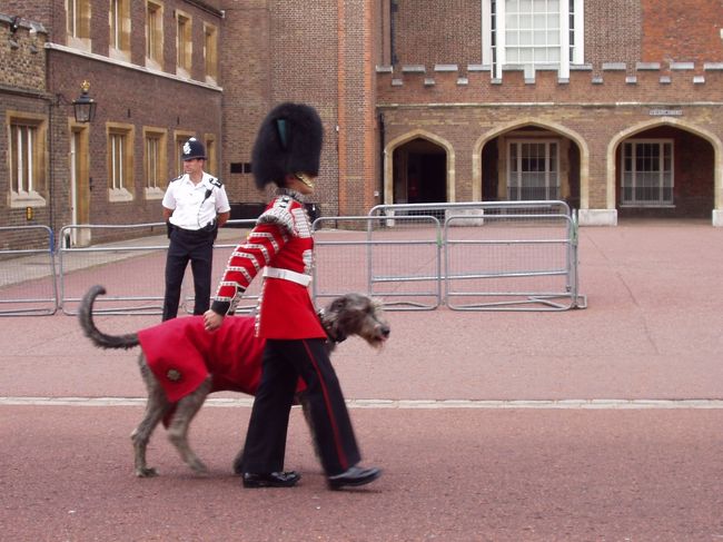 バッキンガム宮殿の兵隊さんが歩いてるだけですが。