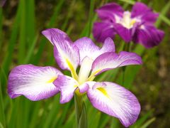 初めて気づいた花菖蒲の美しさ！～小石川後楽園～