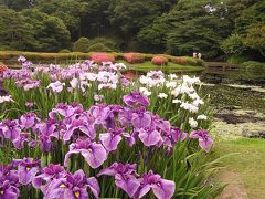 皇居・東御苑の二の丸庭園訪問・・・ふたたび花菖蒲を愛でる・・その?