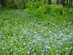 八ヶ岳登山口美濃戸口の「ワスレナグサ」を訪ねて