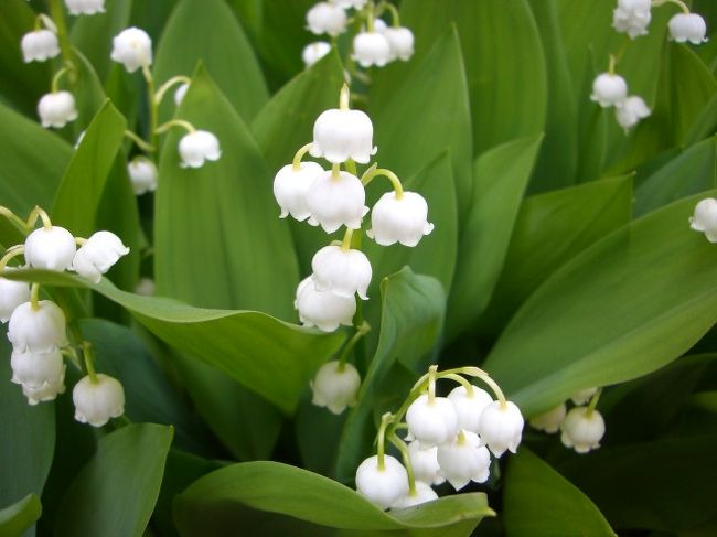 スズランの花咲く異国情緒あふれる「函館」へ行って来ました。<br />初函館です！<br /><br />