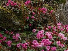箱根の山、神山を歩く。