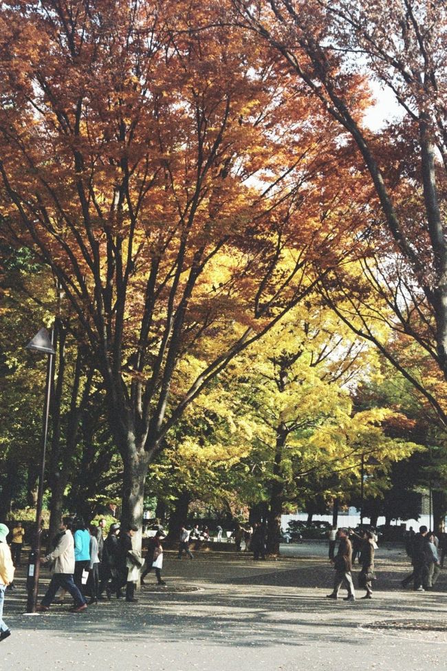 　去年の秋に上野公園へ行ったときのものです。期間が長いのは私の記憶が定かではないため。…何月やったっけ？