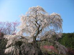 大和路桜紀行