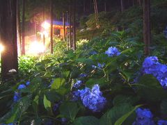 三室戸寺　紫陽花ライトアップ～湖国札所巡り?