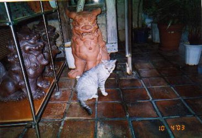 沖縄に通い始めて早4年・・・<br />その間に撮りためた沖縄のネコ達を<br />旅行記としてアップさせていただきます。<br />沖縄好き、猫好きの皆様に捧げます♪<br />表紙の子は壺屋の焼き物屋の看板ネコ<br />後ろのシーサーと同じくらいりりしいお顔♪