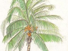 Coconut Tree