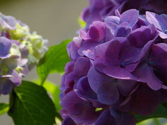 初夏の鎌倉～紫陽花を訪ねて～