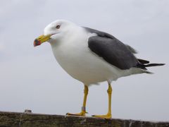 みちのく彷徨一人旅（６日目）