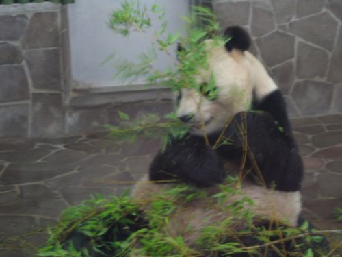 王子動物園 2010•2011ダイアリー 神戸市立王子動物園【公式】