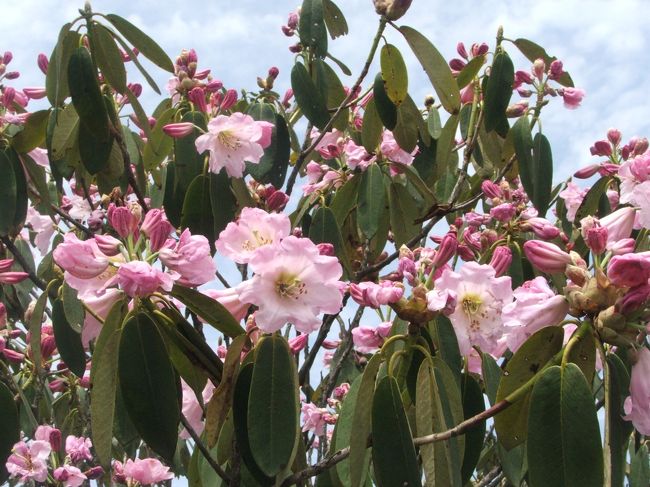 　毎年の四五月は井岡山（江西省の西南部に位置する）の石楠花が咲く時期です。<br />　井岡山の石楠花は種類が多くて、色が艶やかです。