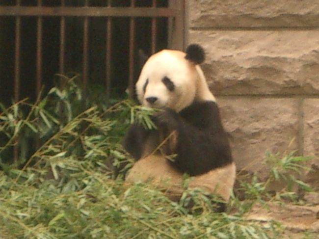 パンダ！パンダ！<br />せっかく、中国まで来たんだから、パンダが見たい。<br />子供か、わたしは。<br />でも、動物園に入るのって何年ぶりかな？<br />うーん？<br /><br />何気にうれしそうな様子に、運転手さんも笑ってます。<br /><br />