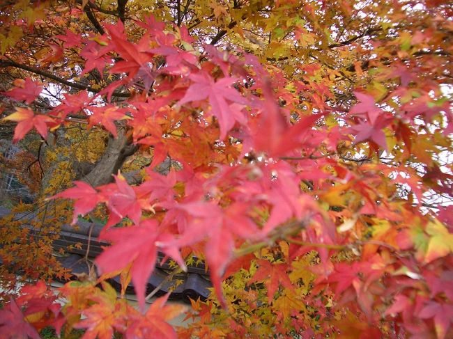 １２月に入っても、わずか紅葉を観ることができました。<br />「そうだ、京都へ行こう。」<br />の今年の舞台であった善峯寺へ行ってきました。<br />また、年に一度の嵐山の花灯路もちょうど観ることができました。<br />