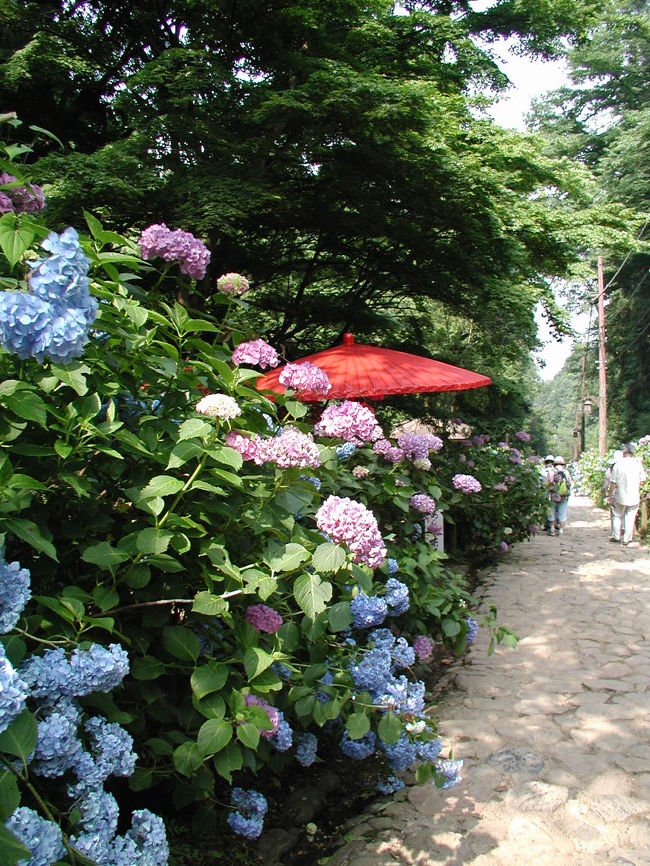 梅雨の晴れ間に・・・と出かけたが真夏日の猛暑に紫陽花はうなだれて。。。<br />やはり紫陽花観賞は晴れた日より梅雨が似合いますね。<br /><br />写真は紫陽花坂の途中の御茶屋付近。