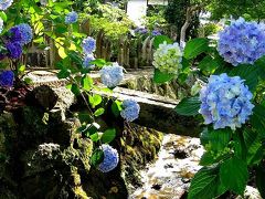 紫陽花の谷～矢田寺～