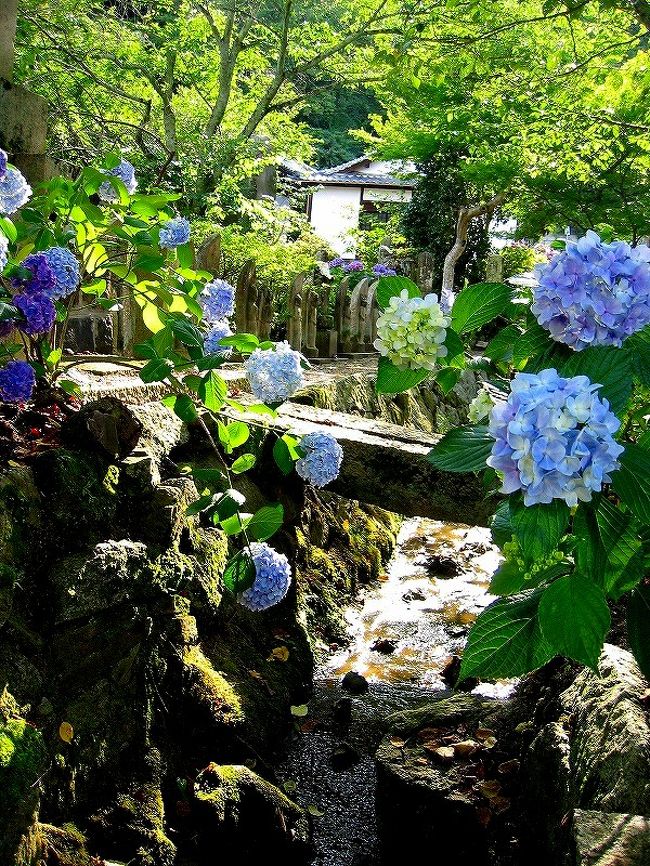 紫陽花の名所として有名な　奈良の矢田寺へ行ってきました。<br /><br />当日　朝からは雷が鳴り響き大雨が降りしきる荒天。<br />紫陽花観賞に行くのは　取り止めようか…と言っていたのが、一転　お昼からはかんかん照りの良い天気に。<br /><br />雨露が弾く　光の乱反射が美しく、又　雨露を湛えた紫陽花も生き生きと美しく…自宅の近くに　こんなに素敵なスポットがあったんだなぁ　と新たな発見をした１日でした。