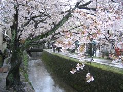 春の京都・住蓮山安楽寺と、桜艶やかな哲学の道