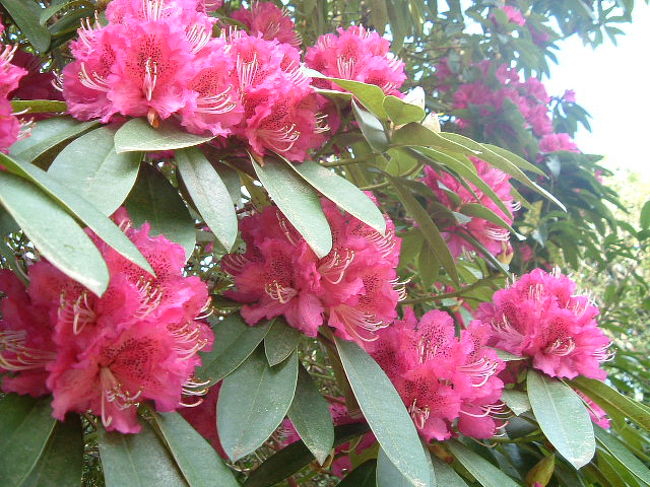 レイク・ロトエフB&amp;Bの四季を庭の花だよりでご紹介します。冬（6~8月）、春（9~11月）の巻です。　<br />表紙の写真は、NZの春を代表する花、シャクナゲ。ロトエフ亭にも６種類あり、これは見上げるような大木になっている濃いパープルのシャクナゲです。<br /><br />＜KIWI-RACCOレイク・ロトエフB&amp;Bだより＞HP<br />　http://web.mac.com/hiroe_kh18/
