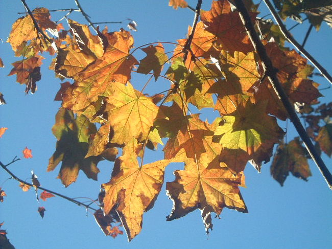 　ロトエフ亭の庭でも、秋は紅葉・黄葉する木がいくつもあります。大きなメープル4本は、庭の主役とも言えます。そして、銀杏の黄金色。<br />　日本同様、ちゃんと四季があるNZ。オークランドから北は温帯から亜熱帯に近い気候なので、オータムカラーが少なくて変化に乏しいですが、北島中央部のロトルアでは、紅葉・黄葉も見応えのある秋の景色になります。<br />　３月下旬からは、サマータイム制が終わり、一日ずつ日が短くなっていくのが感じられます。でも、晴れた日はポカポカ、爽やかで、旅行にもよい季節。４月下旬〜５月初めは今年は雨がちでしたが、それ以外は天候も比較的安定していました。日本のGWを除けば、航空券もさほど高くなく、「オータムカラーを楽しむNZ旅・ロトエフ亭ステイ」もいいホリデイですよ。<br />　写真は、逆光のノルウェー・メープル。このカエデの仲間の木は、他の３本の紅葉するレッドメープルと違って、春〜夏に姫モミジのようなワインカラーの葉、そして秋には黄葉します。<br /><br />＜KIWI-RACCOレイク・ロトエフB&amp;Bだより＞HP<br />　http://homepage.mac.com/hiroe_kh18/
