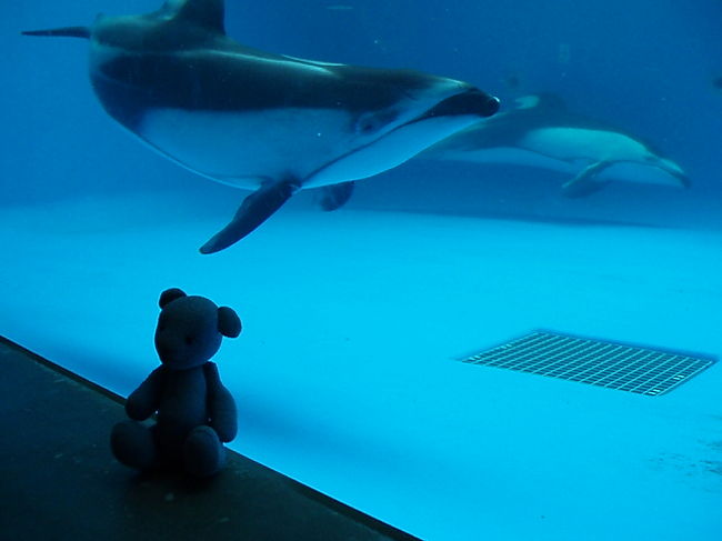 箱根ハイキングを変更して、江ノ島へ。<br />目当ては新江ノ島水族館。<br />予定では水族館の後、江ノ島と長谷寺に向かう予定でしたが、結局水族館だけで手一杯だったのでした。