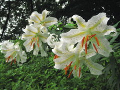 夏も花を狙いましょ@その１：武蔵嵐山・菅谷館跡のやまゆり